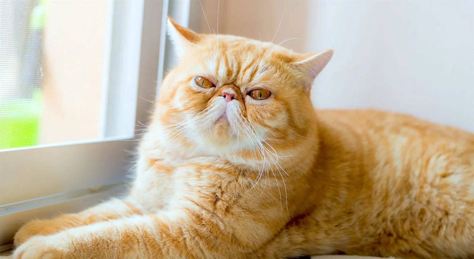 Exotic Shorthair Kitten Physical Characteristics
