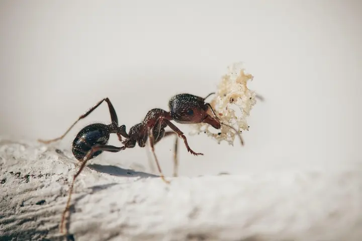 Ant Infestations