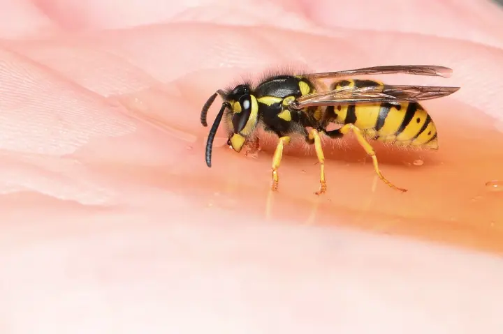 Wasp and Stinging Insect Nest Removal